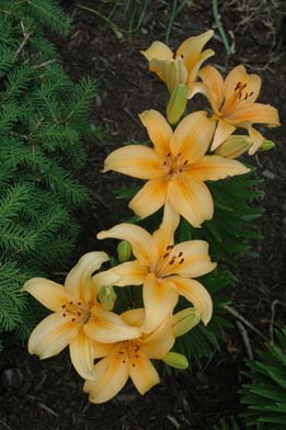 lilly